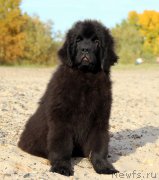 Превью фото № 230070