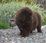 Превью фото № 230098