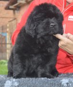 Превью фото № 230100