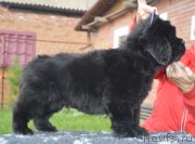 Превью фото № 230101