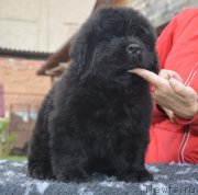 Превью фото № 230104