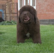 Превью фото № 230108