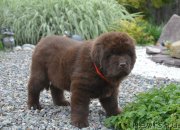 Превью фото № 230115