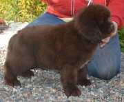 Превью фото № 230116