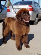 Превью фото № 230218