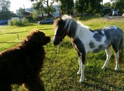 Превью фото № 230290