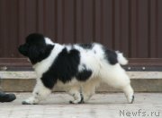 Превью фото № 230320