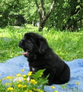 Превью фото № 230321