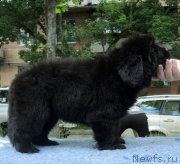 Превью фото № 230323