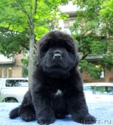 Превью фото № 230327