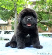 Превью фото № 230328