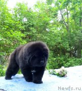 Превью фото № 230330