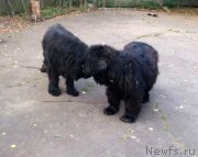 Превью фото № 230336