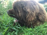 Превью фото № 230342