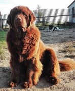 Превью фото № 230345