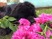 Превью фото № 230358