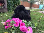 Превью фото № 230359