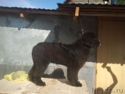 Превью фото № 230373