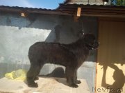 Превью фото № 230374