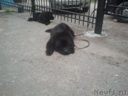 Превью фото № 230376