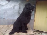 Превью фото № 230382