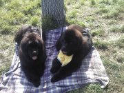 Превью фото № 230385