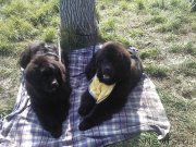 Превью фото № 230388