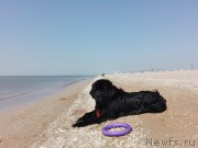 Превью фото № 230390