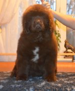 Превью фото № 230402