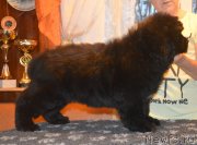 Превью фото № 230407