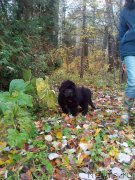 Превью фото № 230441