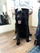 Превью фото № 230450