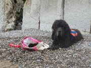 Превью фото № 230452