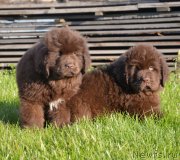 Превью фото № 230466