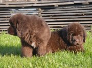 Превью фото № 230467