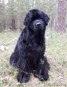 Превью фото № 230604