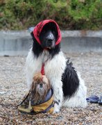 Превью фото № 230615