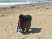 Превью фото № 230618