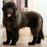 Превью фото № 230639