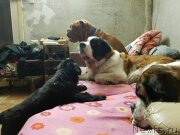 Превью фото № 230654