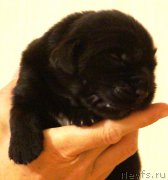 Превью фото № 230702