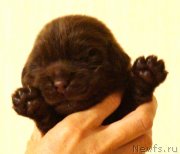 Превью фото № 230703