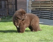 Превью фото № 230706