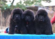 Превью фото № 230719