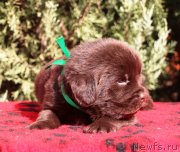 Превью фото № 230721