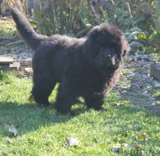 Превью фото № 230730