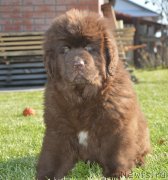 Превью фото № 230731