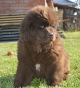 Превью фото № 230732