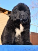 Превью фото № 230764