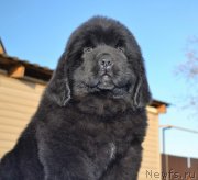 Превью фото № 230773